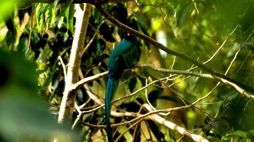 Breathtaking And Beautiful View Of Resplendent Quetzal