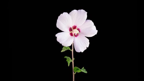 Hibiscus Flower Blossoms on Black Background