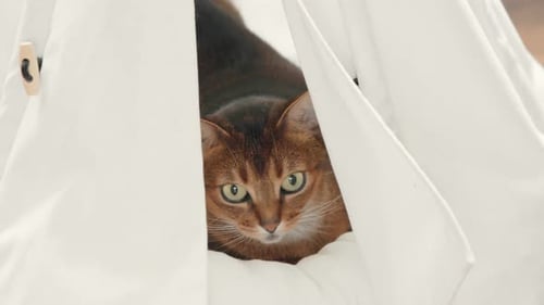 Beautiful Abyssinian Cat Hiding in White Pet House