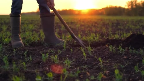 Foot Farmer Man Digging Soil Ground Shovel in Rubber Boots Field Wheat Sunset Farming Agriculture
