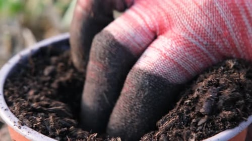 A Hand Plants a Daffodil Bulb in a Pot Spring Gardening Concept Closeup View of Daffodil Bulb and