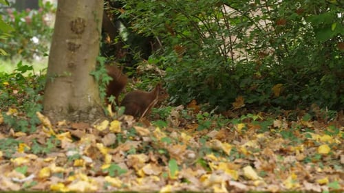Red squirrel close-up hops out from behind a tree and through grass in a quiet autumn forest