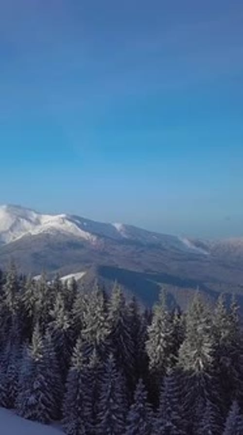 Snowy Mountain Range Above Evergreen Forest Under Clear Blue Winter Sky