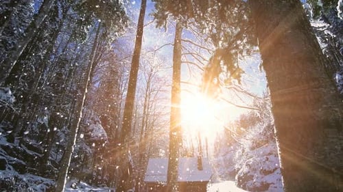 Snow Fall Winter Wonderland in Forest Landscape Scenery