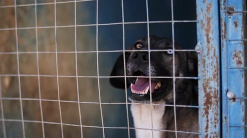 Happy Dog Behind a Fence in a Shelter Kennel