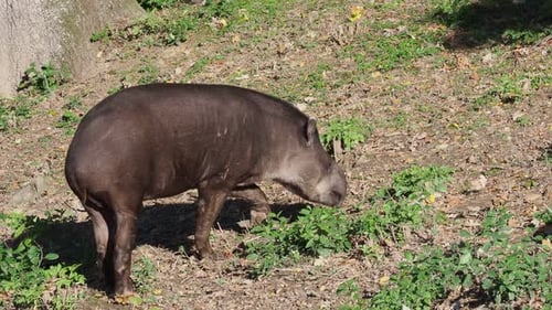 View of a south american tapir (Tapirus terrestris)