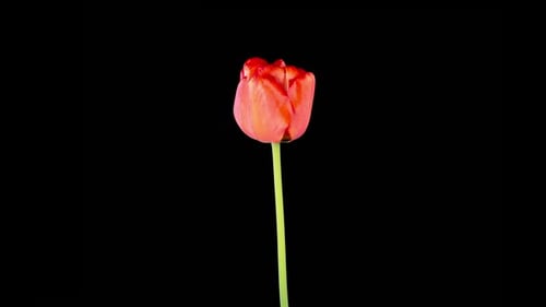 Red Tulip Blooming on Black Background
