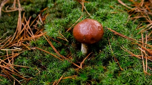 Mushroom Picking in the Forest Selective Focus