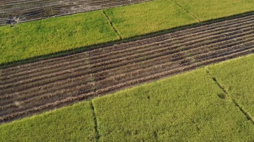Aerial view of autumn before and after harvest with straw left in the field.