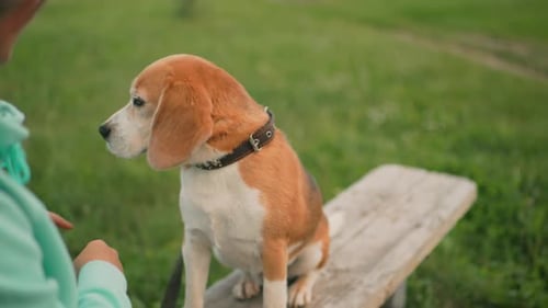 Happy Beagle Relaxing on Bench with Owner