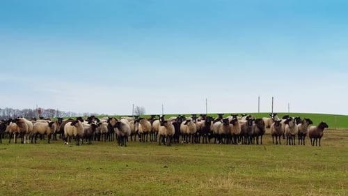 Grey fluffy sheep with black muzzles and black legs stand in the field.