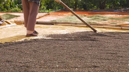 Person Raking Peppercorns to Dry on Farm