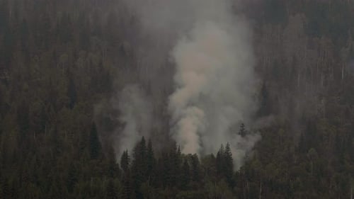 Smoke Billowing From Forest Fire in Evergreen Trees