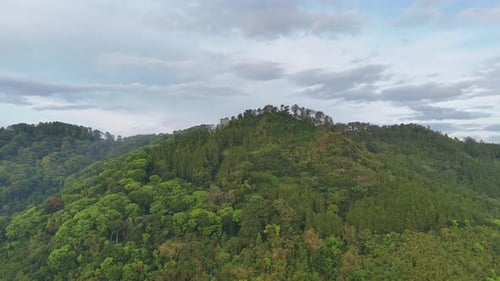 Aerial view of tropical forest landscape in sunlight,