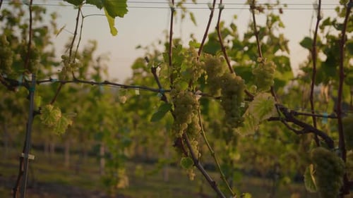Close Up Green Grape Vines in Vineyard at Sunrise Agriculture Landscape Plant Vineyard Farm Nature