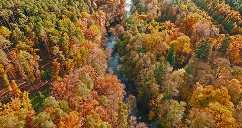 Forest in sunny autumn by a river in Poland.