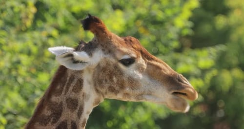 Nahaufnahme einer südafrikanischen Giraffe oder Kapgiraffe (Giraffa camelopardalis giraffa).