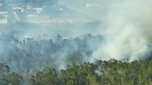 Dangerous Wildfire Burning Severely in Florida Jungle Woods Hot Flames in Dense Forest Toxic Smoke