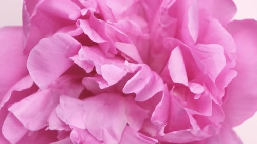 Rotating Pink Peony Petals Closeup Background of Pink Flower Petals Top View