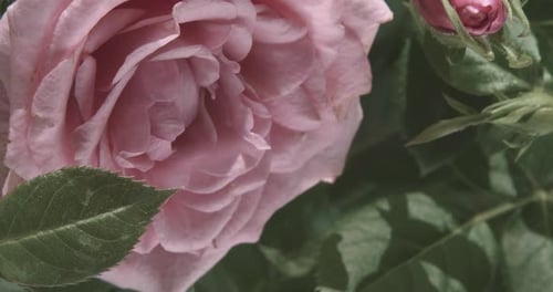 A pink rose surrounded by deep green leaves with a slightly misty feel.