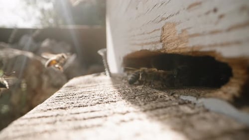Bees Swarming Around Beehive Entrance