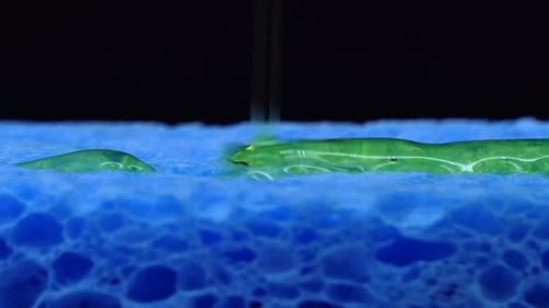 Extreme Close up of green dish washing liquid gel pouring on blue sponge on black background