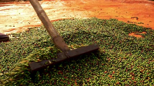 Close up of a rake used to spread and dry pepper on a tarpaulin, pepper production process