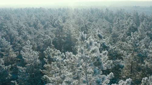 Beautiful Snowy White Forest In Winter Frosty Day