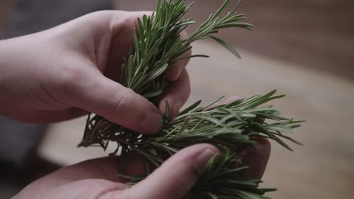 Gros plan des mains d'un homme comptant du romarin frais dans la cuisine avec un vieux fond en bois.