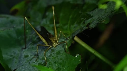 Grasshopper Resting on a Leaf in Close-Up