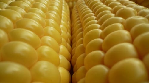 Fresh Corn 08