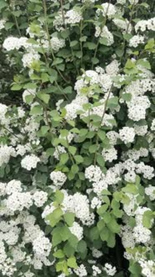 Beautiful blossoming shrub with green leaves, closeup. Camera moving right and backwards