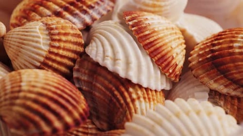 Sortiment an natürlichen Muscheln mit unterschiedlichen Texturen als Dekoartikel für Aquarien