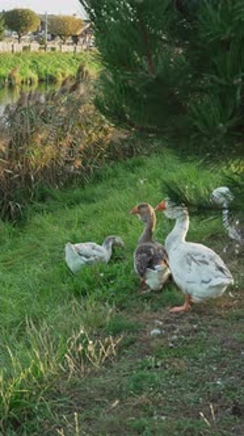 Vertical footage large flock of white and grey geese graze and feed outdoors in slow motion