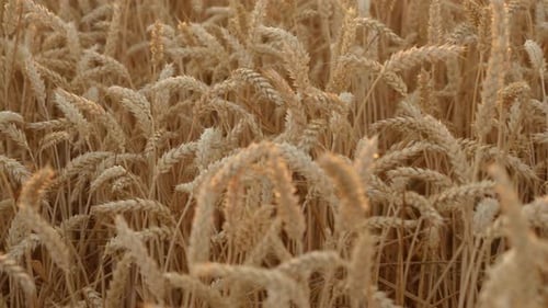 Journée ensoleillée de champ de blé doré pendant un beau fond de nature estivale avec des cultures de céréales mûres
