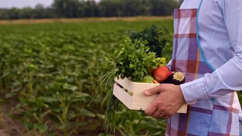 Fresh Vegetables in Crate Carried Through a Farm Field