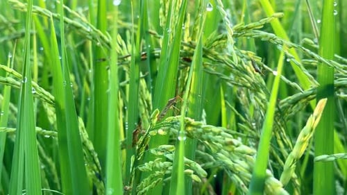 Insect pests that land on rice plants. Pests that stick to green rice grains