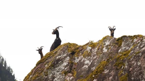 Mehrere Ziegen blicken über einen Felsvorsprung in den Schweizer Alpen.