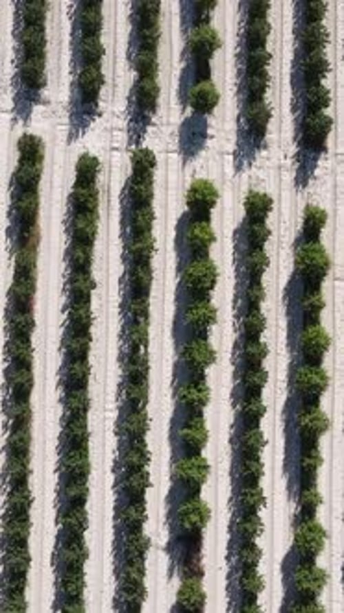 Row Garden Aerial View