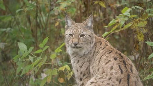 Close up portrait shot of Eurasian lynx resting in dense cold greenish forest