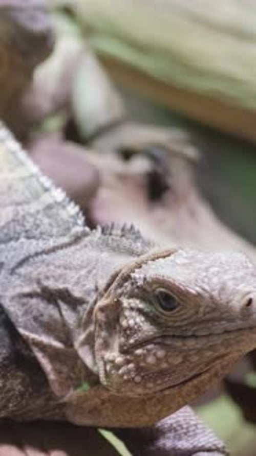 Yellow Iguana on Tree in Rainforest Rio Tempisque Guanacaste Costa Rica Wildlife Vertical Video