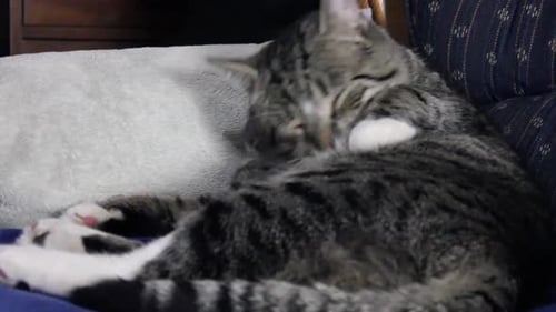 Tabby Cat Grooming Itself While Resting Indoors