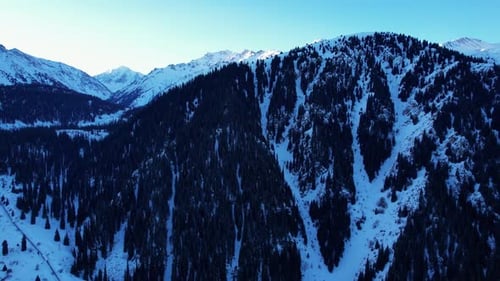 Coniferous Forest in Snowy Mountains