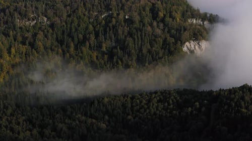 Thick fog rolling across and covering forest of tall proud trees. Aerial