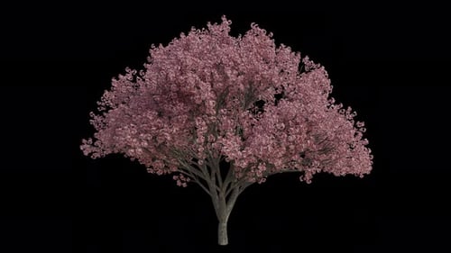 Japanischer Kirschbaum, der im Wind weht. Alpha-Kanal. Loop-Animation