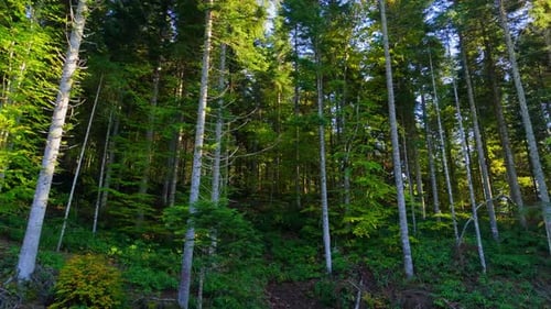 Drone Camera view Sunlight filtering through lush green forest canopy