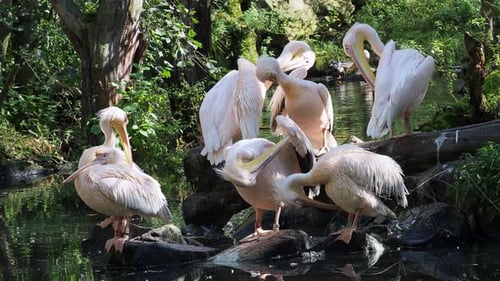 Group of white pelicans resting on the edge of the lake