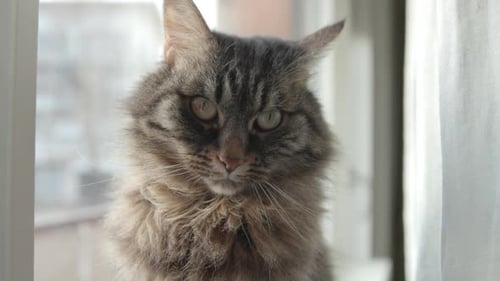 Majestätische langhaarige Tabby-Katze, die intensiv durch ein Fenster schaut