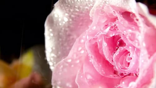 Water Drop Falling
