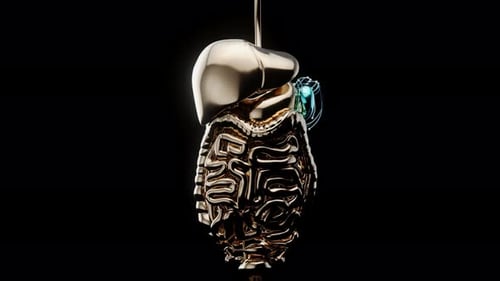 Abstract 3d anatomy view of the spleen